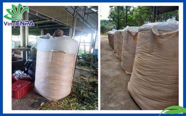 Sau khi nghiền nhỏ, bắp sẽ được cho vào bao jumbo 500kg (hay 
