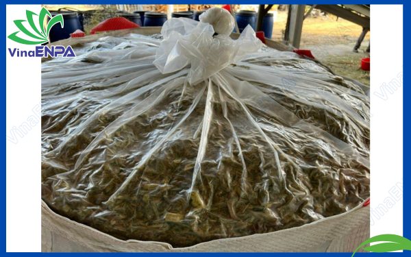 Bao Jumbo bắp ủ chua bắt buộc phải có túi PE lồng bên trong